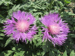 Картинка цветы весна 2018