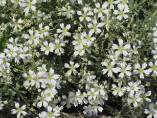 Картинка цветы весна 2018