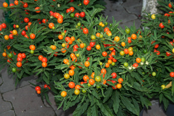 Картинка природа плоды помидоры