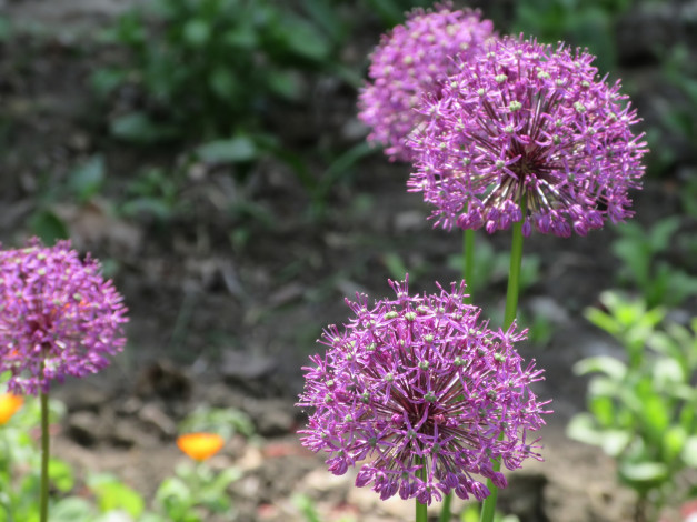 Обои картинки фото цветы, аллиум , декоративный лук, весна, 2018