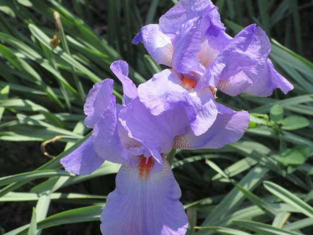 Обои картинки фото цветы, ирисы, весна, 2018