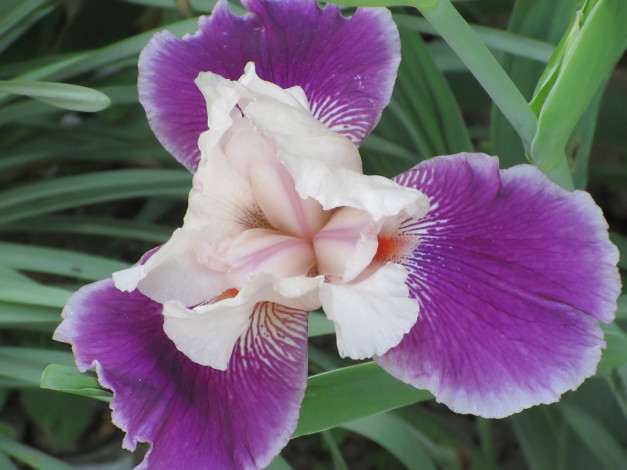 Обои картинки фото цветы, ирисы, весна, 2018