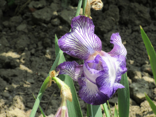 Обои картинки фото цветы, ирисы, весна, 2018