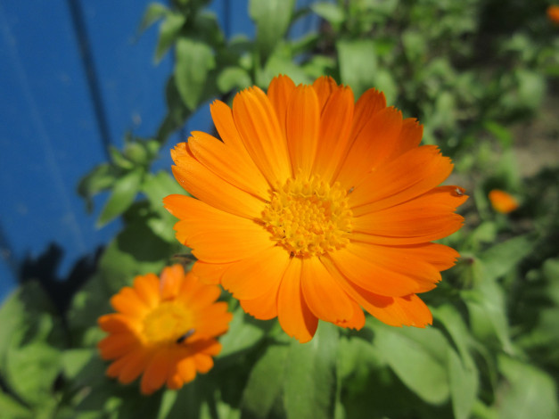 Обои картинки фото цветы, календула, весна, 2018