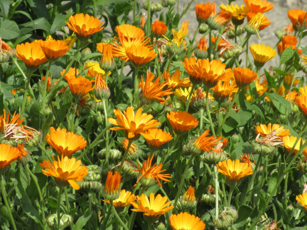 Обои картинки фото цветы, календула, весна, 2018