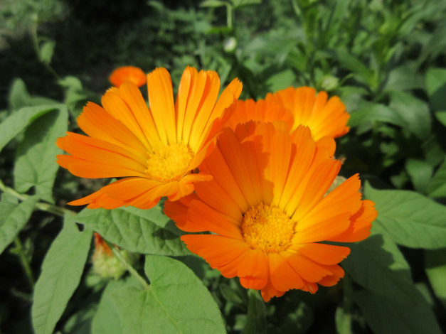 Обои картинки фото цветы, календула, весна, 2018