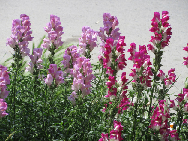 Обои картинки фото цветы, львиный зев, весна, 2018