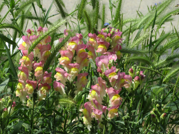 Обои картинки фото цветы, львиный зев, весна, 2018