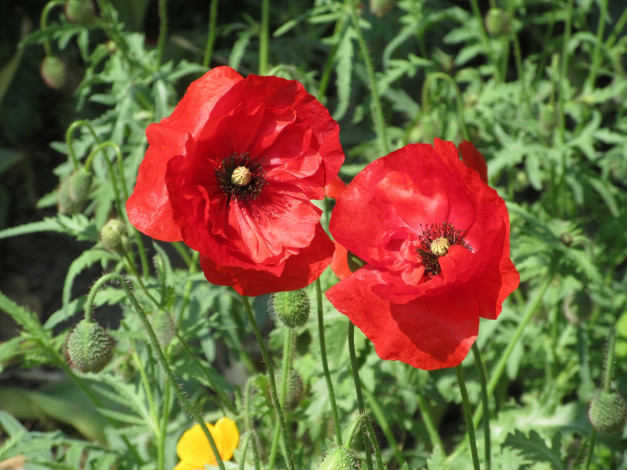 Обои картинки фото цветы, маки, весна, 2018