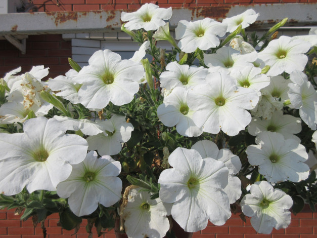 Обои картинки фото цветы, петунии,  калибрахоа, весна, 2018