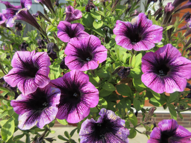 Обои картинки фото цветы, петунии,  калибрахоа, весна, 2018