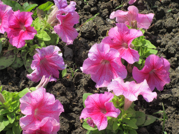 Обои картинки фото цветы, петунии,  калибрахоа, весна, 2018