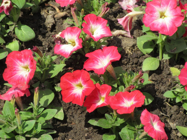 Обои картинки фото цветы, петунии,  калибрахоа, весна, 2018