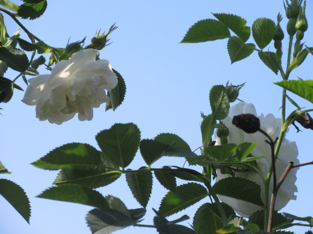 Обои картинки фото цветы, розы, весна, 2018