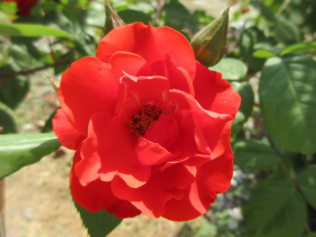 Обои картинки фото цветы, розы, весна, 2018