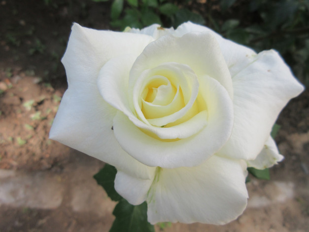 Обои картинки фото цветы, розы, весна, 2018