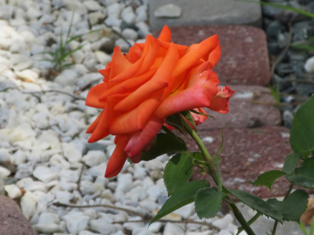 Обои картинки фото цветы, розы, весна, 2018