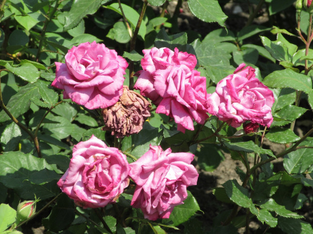 Обои картинки фото цветы, розы, весна, 2018