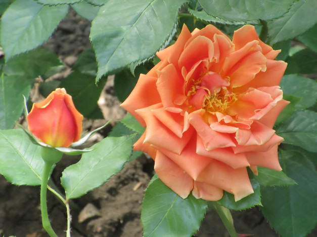 Обои картинки фото цветы, розы, весна, 2018