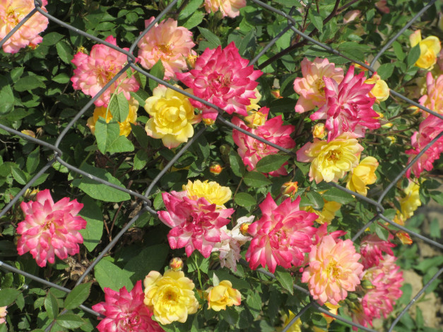 Обои картинки фото цветы, розы, весна, 2018