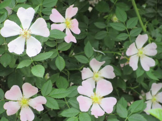 Обои картинки фото цветы, шиповник, весна, 2018