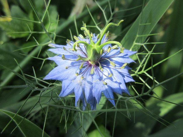 Обои картинки фото цветы, весна, 2018