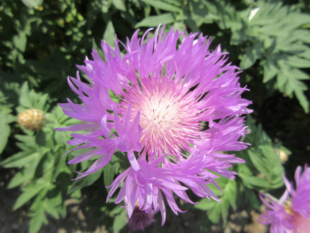 Обои картинки фото цветы, весна, 2018