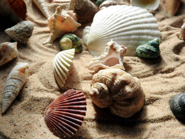 Обои картинки фото разное, ракушки,  кораллы,  декоративные и spa-камни