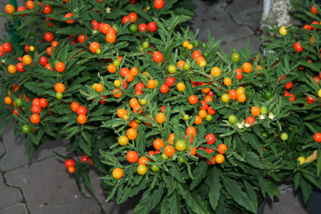 Обои картинки фото природа, плоды, помидоры