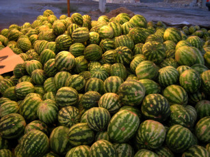 обоя еда, арбуз, бахчевые, арбузы, много, урожай