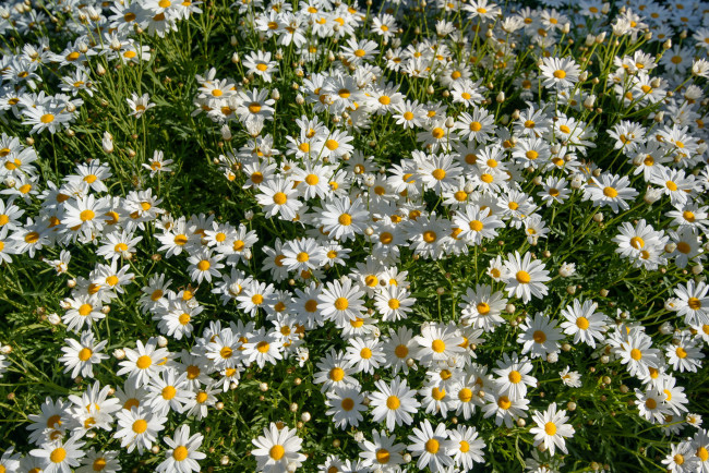 Обои картинки фото цветы, ромашки, трава, много