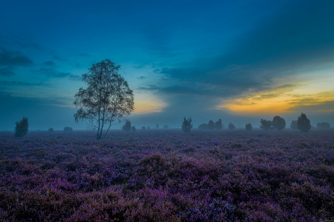 Обои картинки фото природа, луга, пейзаж