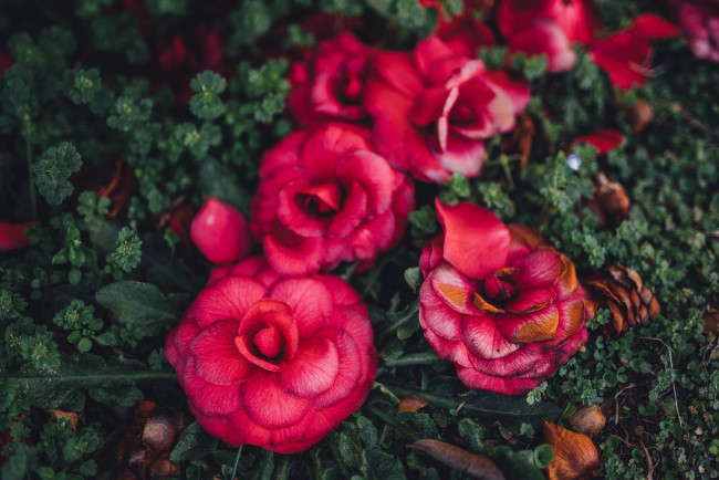 Обои картинки фото цветы, розы