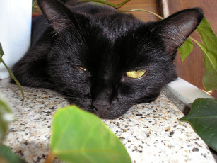 Картинка Челси животные коты