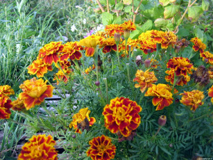 обоя цветы, бархатцы