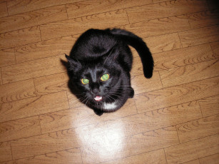 Картинка животные коты