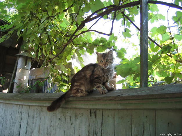 Обои картинки фото животные, коты