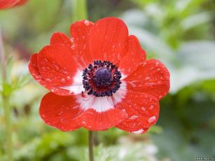 Картинка цветы анемоны адонисы