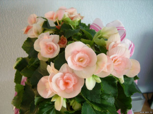 Картинка цветы бегония