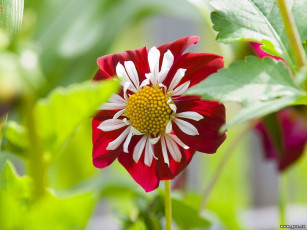 обоя цветы, георгины