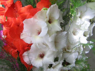 Картинка цветы гладиолусы