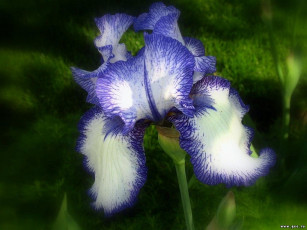 Картинка цветы ирисы