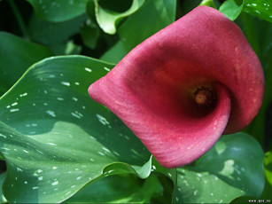 Картинка цветы каллы