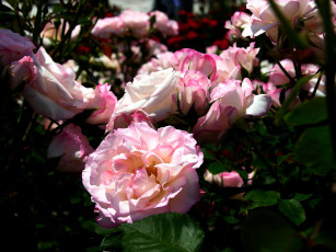 Картинка цветы розы