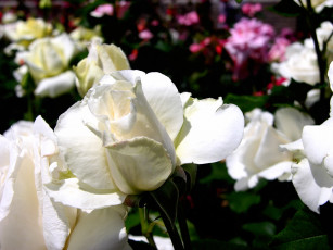 Картинка цветы розы