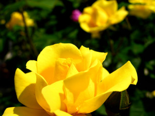 Картинка цветы розы