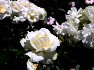 Картинка цветы розы