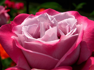 Картинка цветы розы