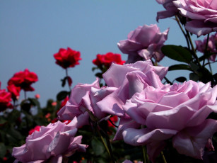 Картинка цветы розы