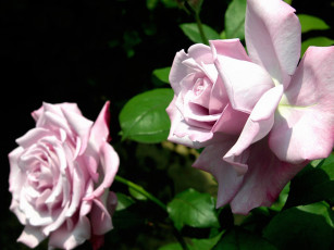 Картинка цветы розы